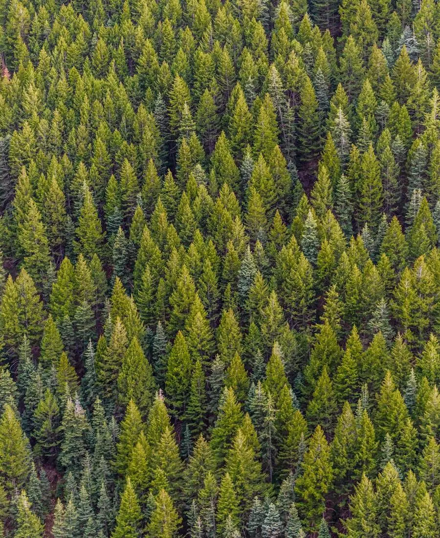 Ruscello nella foresta
